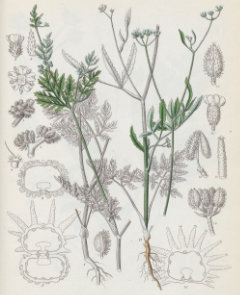 Torilis nodosa Knotted Hedge-Parsley